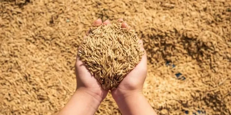 Conab terá R$ 1 bilhão para comprar arroz em 2024/25