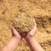 Conab terá R$ 1 bilhão para comprar arroz em 2024/25