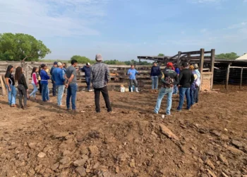 Aulas práticas foram realizadas em fazendas do município de Lizarda. Foto - Divulgação / Adapec