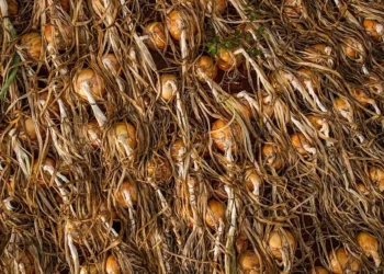 Preços da cebola, cenoura e batata caíram na maior parte do Brasil em setembro