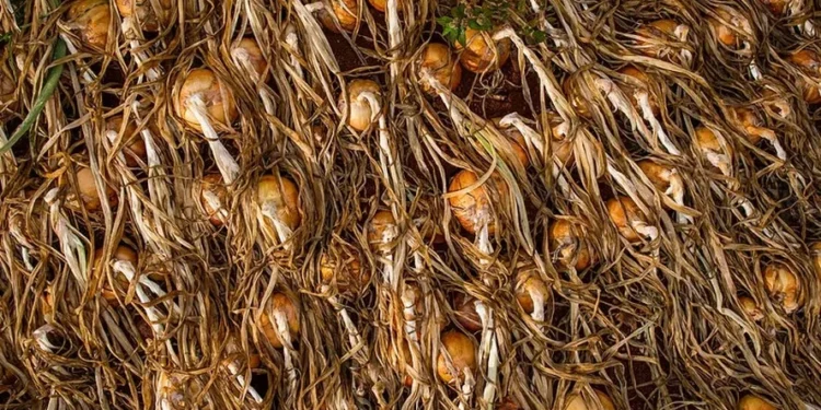 Preços da cebola, cenoura e batata caíram na maior parte do Brasil em setembro