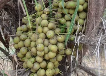 O projeto também inclui o plantio de 180 mil hectares de macaúba em Minas Gerais e na Bahia — Foto: Embrapa/Daniela Collares