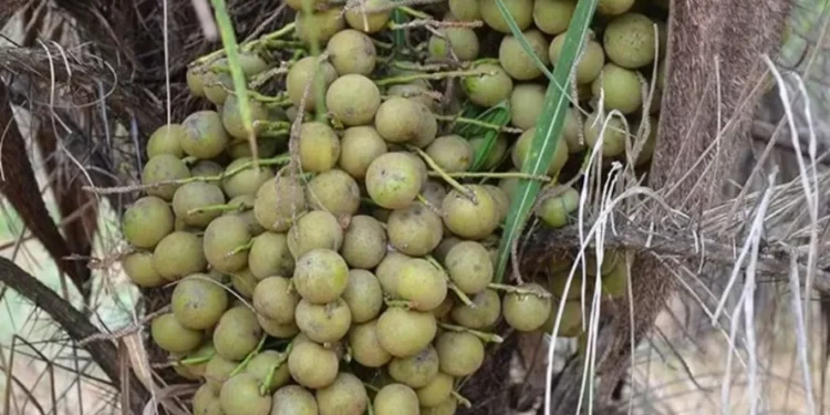 O projeto também inclui o plantio de 180 mil hectares de macaúba em Minas Gerais e na Bahia — Foto: Embrapa/Daniela Collares