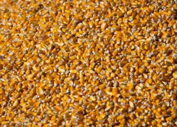 Produção de milho na safra 2024/25 deve alcançar 119,74 milhões de toneladas, diz Conab — Foto: Wenderson Araujo/CNA