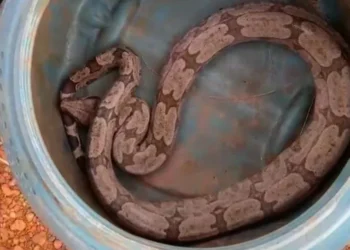 A cobra Jibóia, de aproximadamente 1 e 40 metros, que estava no motor de um carro • Divulgação/CBMGO