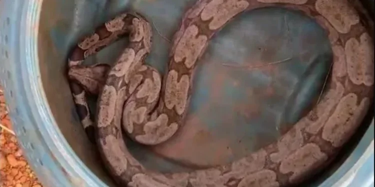 Jiboia de quase um metro e meio é encontrada no capô de caminhonete