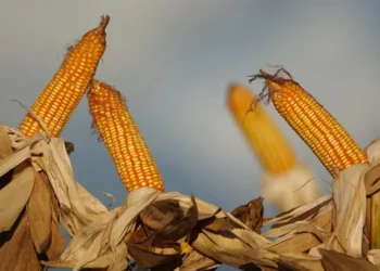 Produção global sobe, e milho do Brasil perde espaço no mercado Internacional