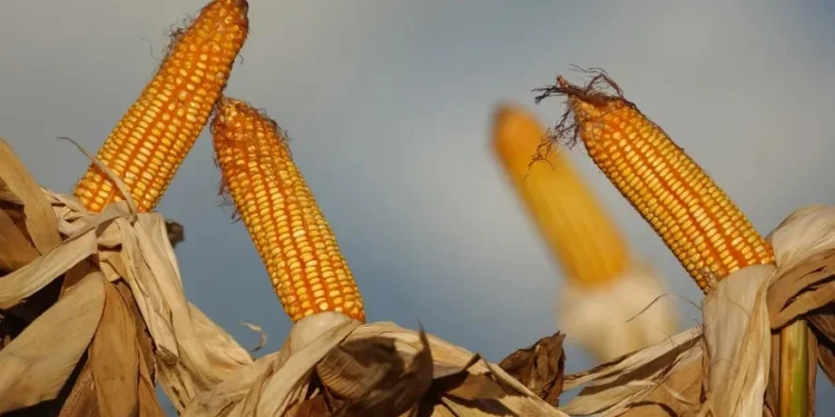 Produção global sobe, e milho do Brasil perde espaço no mercado Internacional