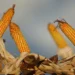 Produção global sobe, e milho do Brasil perde espaço no mercado Internacional