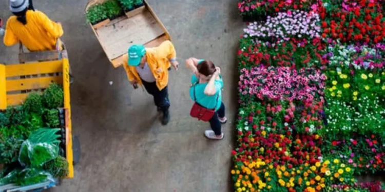 Estimativa da Ceagesp é que sejam vendidas 251 toneladas de flores para o Dia de Finados — Foto: CEAGESP/ Divulgação