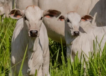 Mesmo com a morte do patrão, ocorrida em maio de 2023, o gerente continuou a aplicar golpes, auferindo lucro ao alugar o pasto da fazenda - Foto: Keven Lopes/Governo do Tocantins file_download