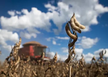 A Moratória da Soja é uma iniciativa que veda a compra de soja plantada em áreas desflorestadas do bioma Amazônia a partir de julho de 2008 — Foto: Wenderson Araujo/CNA