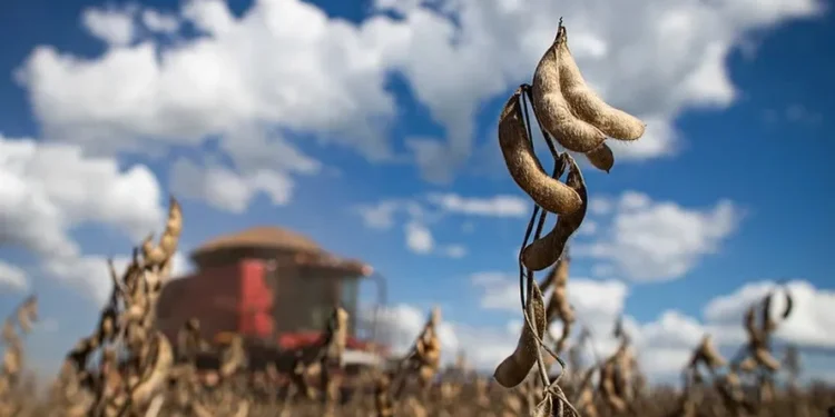 Governo de MT sanciona lei contra Moratória da Soja