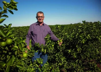 A produção de limão não é orgânica, mas cada vez mais os Costa Mello têm usado insumos biológicos para substituir os químicos — Foto: Ricardo Benichio