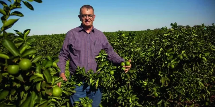 A produção de limão não é orgânica, mas cada vez mais os Costa Mello têm usado insumos biológicos para substituir os químicos — Foto: Ricardo Benichio