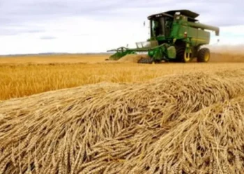 País vizinho é o maior fornecedor do cereal para o Brasil — Foto: Globo Rural