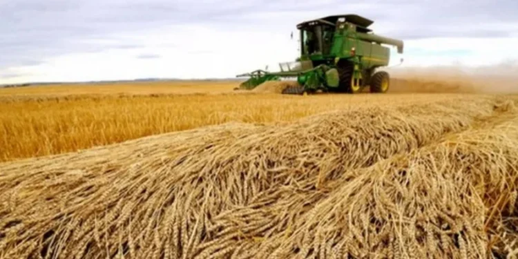 País vizinho é o maior fornecedor do cereal para o Brasil — Foto: Globo Rural