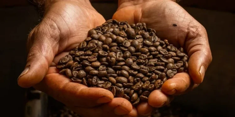 Volatilidade do café deve continuar porque as exportações brasileiras estão fortes — Foto: Wenderson Araujo/CNA