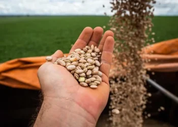 “É relevante considerar que parte importante do crescimento da área plantada será apoiada pelo Programa de Recuperação de Áreas Degradadas', diz ministério — Foto: Wenderson Araújo / CNA