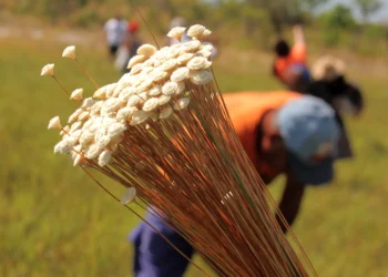 O capim-dourado é uma espécie de sempre-viva de grande valor para o artesanato tradicional das comunidades do Jalapão - Foto: Fernando Alves/Governo do Tocantins