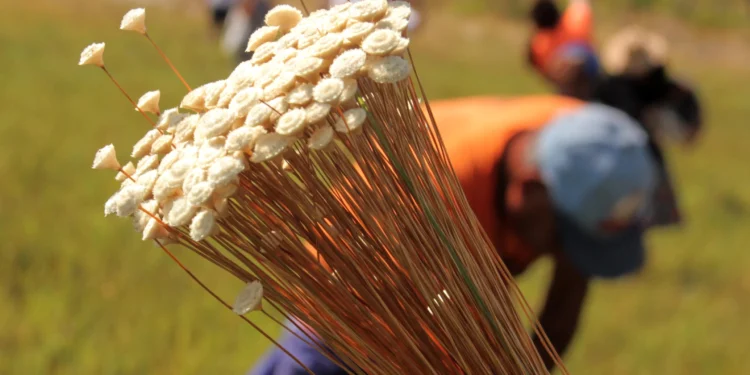 Capim-dourado é reconhecido como manifestação da cultura nacional em nova lei sancionada pelo presidente Lula