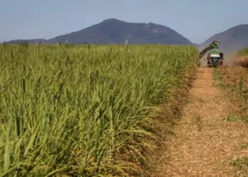 Gestão de risco das usinas sucroenergéticas tem potencializado os resultados financeiros — Foto: Wenderson Araújo/CNA