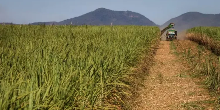 Usinas de cana devem continuar reduzindo alavancagem em 2025/26