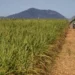 Usinas de cana devem continuar reduzindo alavancagem em 2025/26