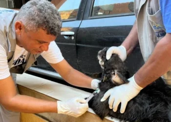 Para ser encoleirada, foi coletada uma amostra de sangue da cadela Nina