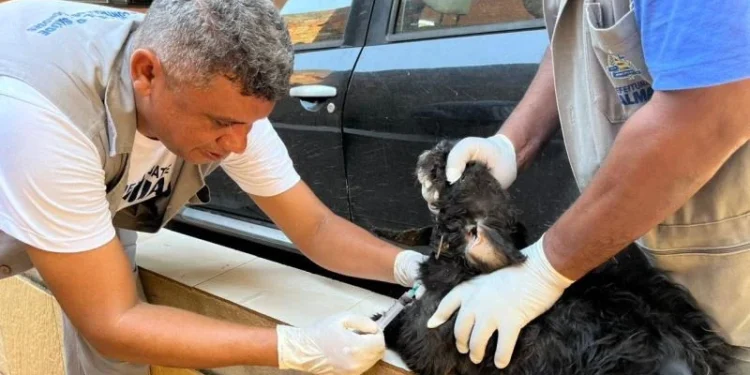 Semus realiza troca de coleiras em cães da região norte da Capital