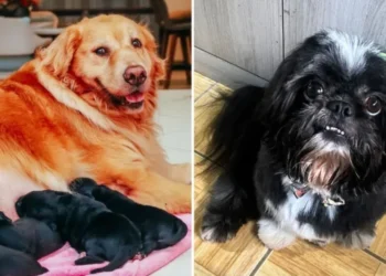 Uma cachorra da raça Golden Retriever engravidou e pariu nove filhotes de um cão Shih Tzu, em Santa Catarina • Reprodução