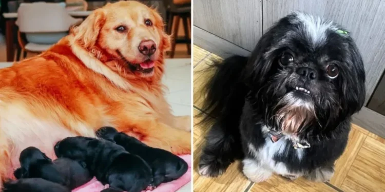 Shih Tzu que engravidou Golden Retriever conhece filhotes em SC; entenda história
