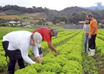 Emprego no campo tem recuado — Foto: Globo Rural