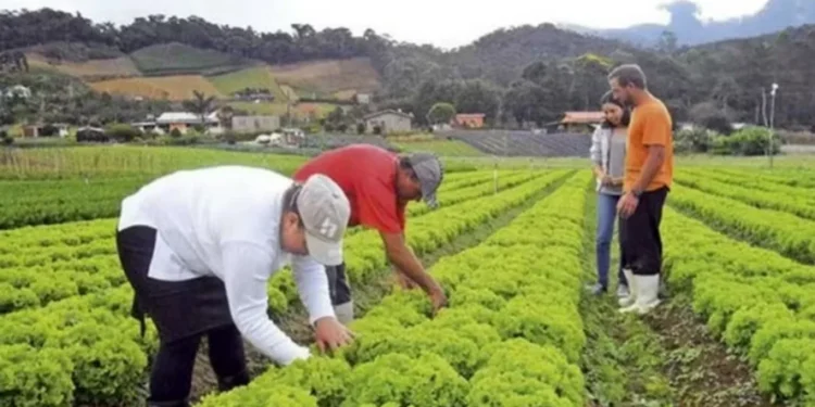 Número de trabalhadores no setor agropecuário recuou 4,7% no 3º trimestre
