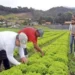 Número de trabalhadores no setor agropecuário recuou 4,7% no 3º trimestre