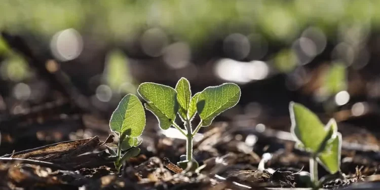 Soja, milho e trigo avançam na abertura da bolsa de Chicago