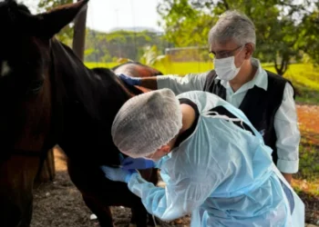 A Adapec realiza mensalmente a colheita de sangue em equinos para colaborar com o LACEN