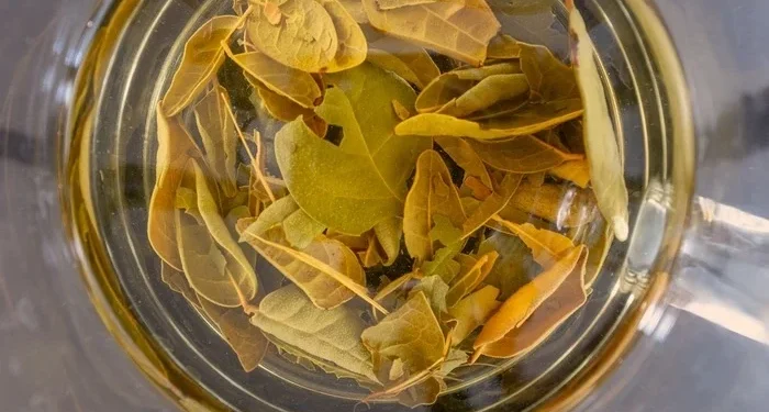 Chá de boldo: saiba principais benefícios e contraindicações