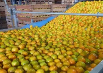 Rabobank projeta uma oferta global de 1,01 milhão de toneladas de laranja para a safra 2024/25, 26% a menos que na anterior — Foto: SEAB