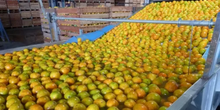 Brasil é o único produtor de suco de laranja com condições de aumentar oferta, diz Rabobank