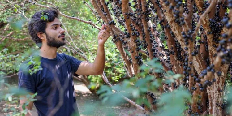 Conheça os pratos disponíveis na Rota Gastronômica de 14 a 17 de novembro