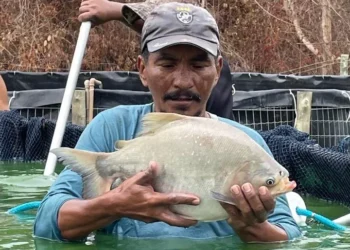 Captura de peixes produzidos na Aldeia Takaywara em tanque de bagfish