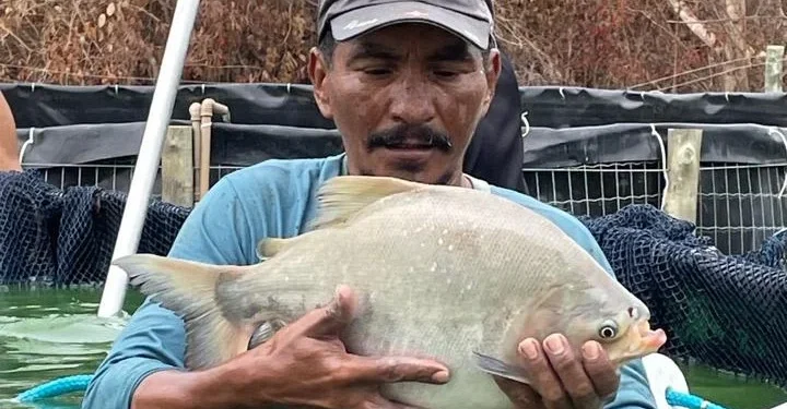 Captura de peixes produzidos na Aldeia Takaywara em tanque de bagfish
