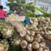 Governo do Tocantins impulsiona agricultura familiar com a 24ª Feira da Colheita em Pindorama