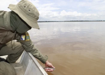Período de defeso protege a reprodução dos peixes