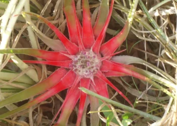 Bromelia braunii é uma espécie criticamente ameaçada