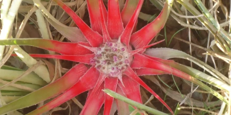 Naturatins abre consulta pública para elaboração da lista estadual de espécies ameaçadas de extinção