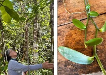 Registro de uma baunilha nativa feita pela professora Marta Heloisa (Foto: Arquivo Pessoal)