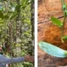 Naturatins financia pesquisa sobre baunilhas nativas
