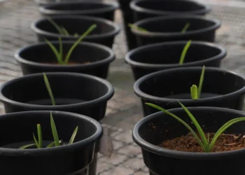 Objetivo do projeto é coletar, multiplicar e reintroduzir plantas nativas do Cerrado que enfrentam risco crítico de extinção - Foto: Walker Ribeiro/Governo do Tocantins